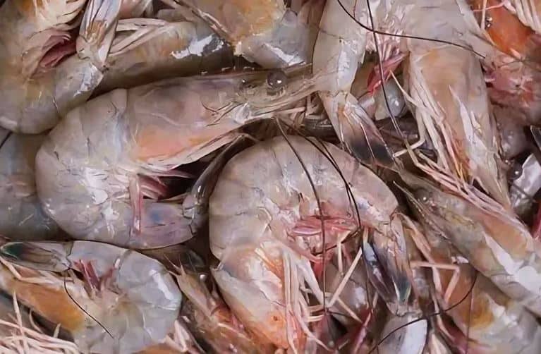 تصویر 1 از میگو درشت بوشهر با گوشت سفت و با کیفیت
